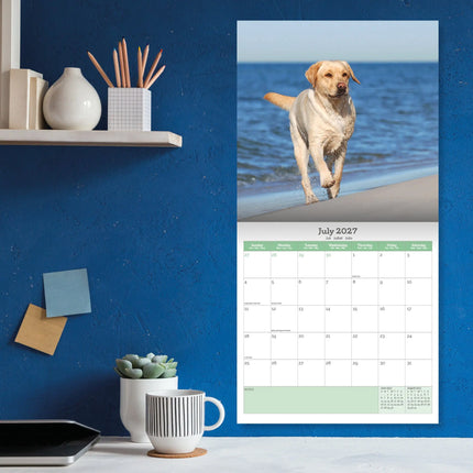 Baker & Bray Labrador Retriever Blond Kalender 2027