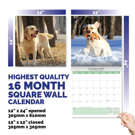 Baker & Bray Labrador Retriever Blond Kalender 2027