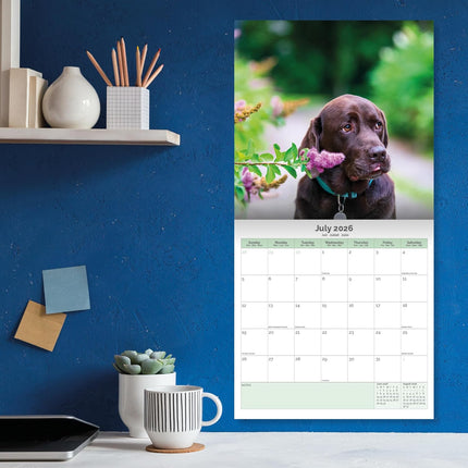Baker & Bray Labrador Retriever Bruin Kalender 2026