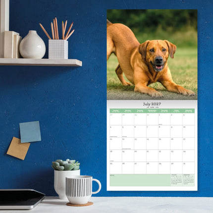 Baker & Bray Labrador Retriever Fox Red Kalender 2026
