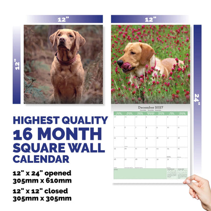 Baker & Bray Labrador Retriever Fox Red Kalender 2026
