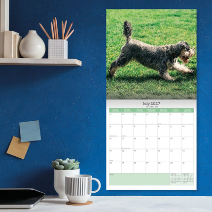 Baker & Bray Miniatuur Schnauzer Kalender 2026