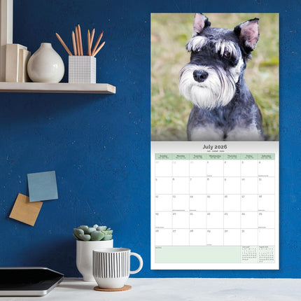 Baker & Bray Miniatuur Schnauzer Puppies Kalender 2026