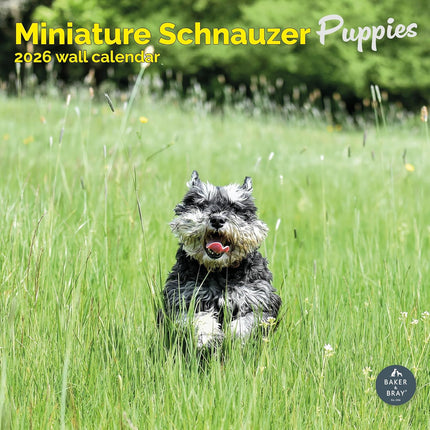 Baker & Bray Miniatuur Schnauzer Puppies Kalender 2026