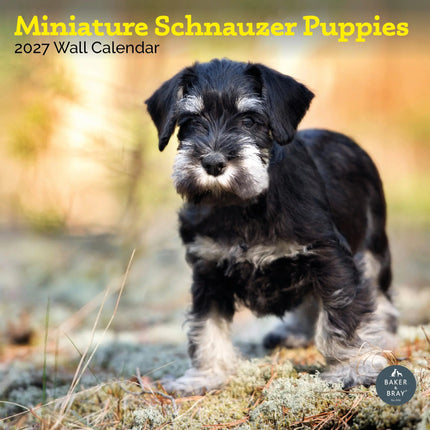 Baker & Bray Miniatuur Schnauzer Puppies Kalender 2026