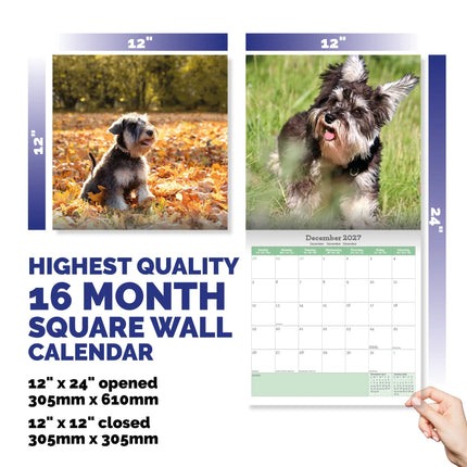 Baker & Bray Miniatuur Schnauzer Puppies Kalender 2026