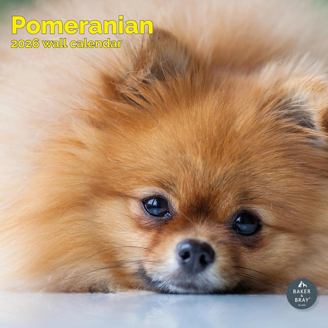 Baker & Bray Pomeranian Kalender 2026