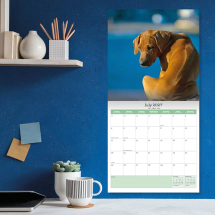 Baker & Bray Rhodesian Ridgeback Kalender 2027