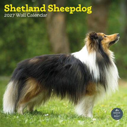 Baker & Bray Shetland Sheepdog Kalender 2026