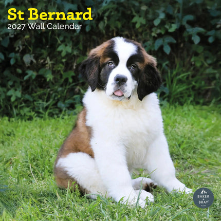 Baker & Bray Sint Bernard Kalender 2027