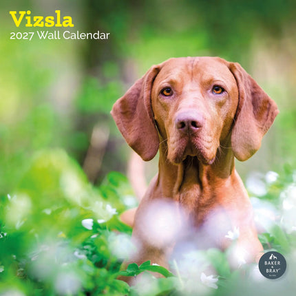 Baker & Bray Vizsla Kalender 2027