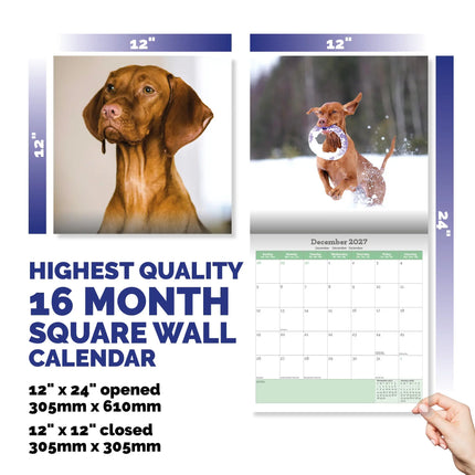 Baker & Bray Vizsla Kalender 2027