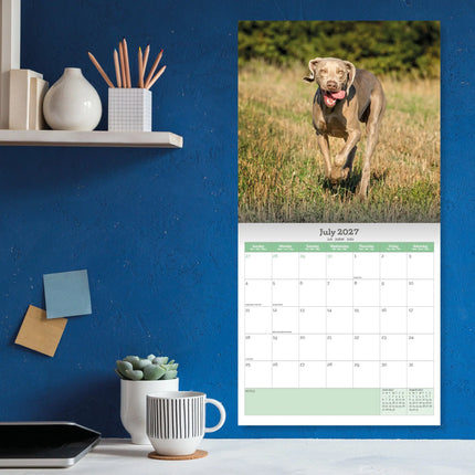 Baker & Bray Weimaraner Kalender 2027