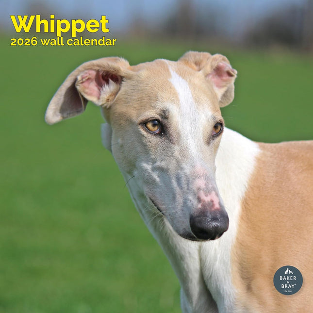 Baker & Bray Whippet Kalender 2026
