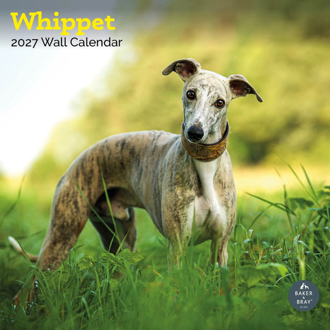 Baker & Bray Whippet Kalender 2026