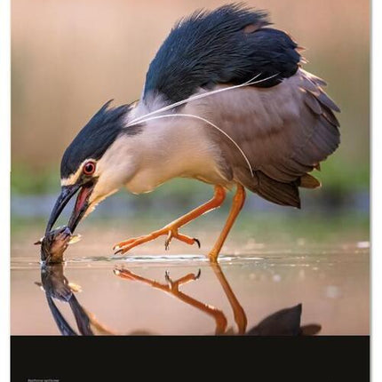 Bekking & Blitz Vogelbescherming Maandkalender 2026