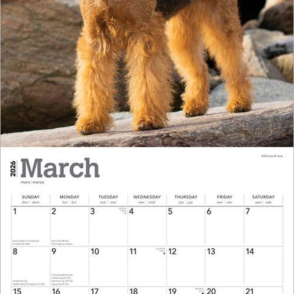 Browntrout Airedale Terrier Kalender 2026