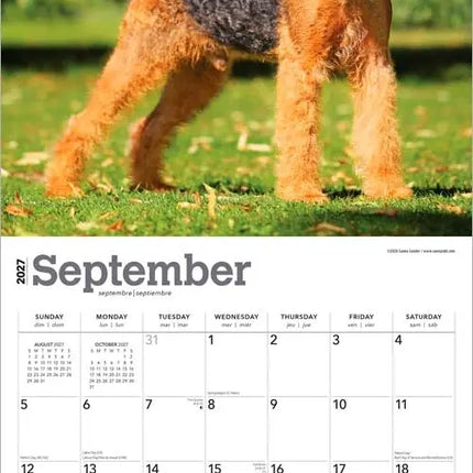 Browntrout Airedale Terrier Kalender 2027