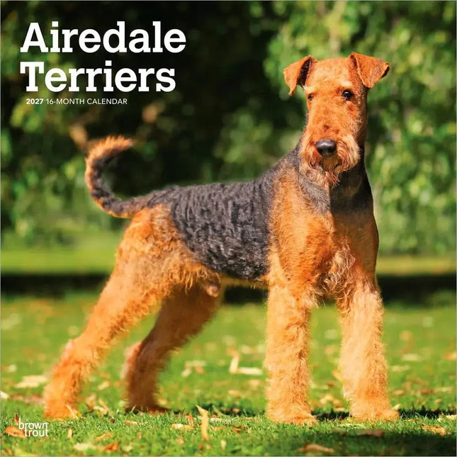 Browntrout Airedale Terrier Kalender 2027