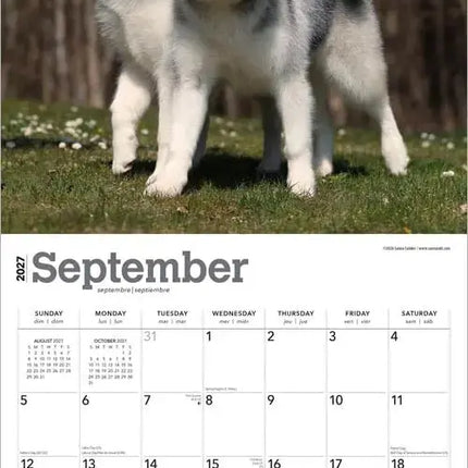 Browntrout Alaskan Malamutes Kalender 2027