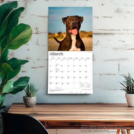 Browntrout American Pit Bull Terrier Kalender 2027