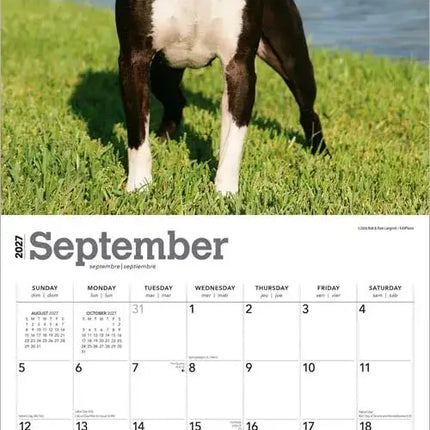 Browntrout American Pit Bull Terrier Kalender 2027