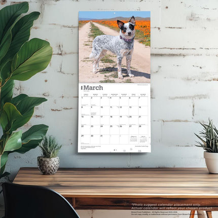 Browntrout Australian Cattle Dog Kalender 2026