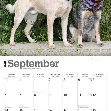 Browntrout Australian Cattle Dog Kalender 2026