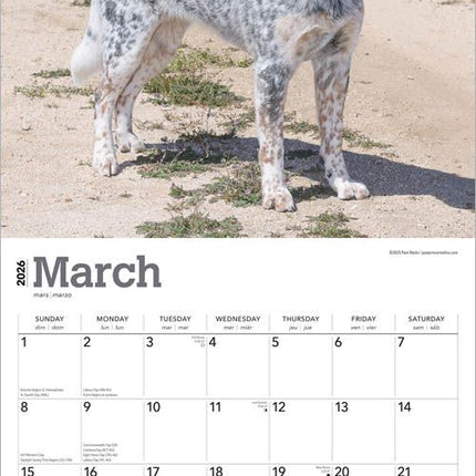 Australian Cattle Dog Calendar 2026