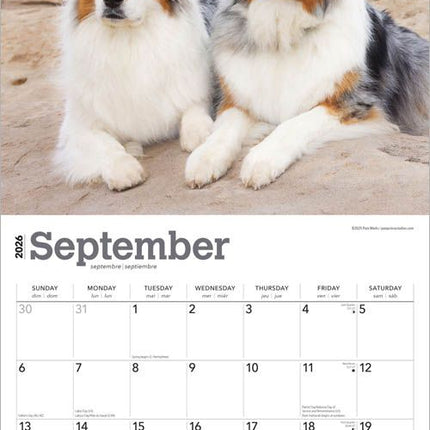 Browntrout Australian Shepherd Kalender 2026