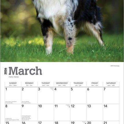 Browntrout Australian Shepherd Kalender 2027
