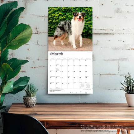 Browntrout Australian Shepherd Kalender 2027