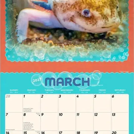 Browntrout Axolotl Kalender 2027