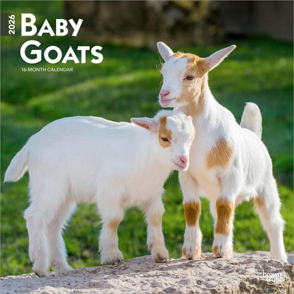 Browntrout Baby Geitjes Kalender 2026