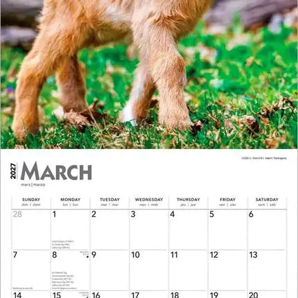 Browntrout Baby Geitjes Kalender 2027