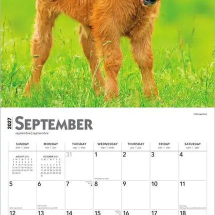 Browntrout Baby Moo Moos Kalender 2027