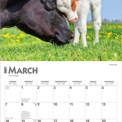 Browntrout Baby Moo Moos Kalender 2027