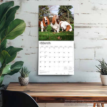 Browntrout Basset Hound Kalender 2026
