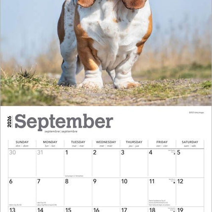 Browntrout Basset Hound Kalender 2026