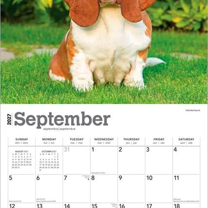 Browntrout Basset Hound Kalender 2027