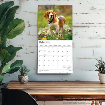 Browntrout Beagle Kalender 2026