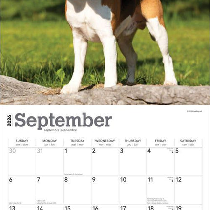 Browntrout Beagle Kalender 2027
