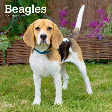 Browntrout Beagle Kalender 2027