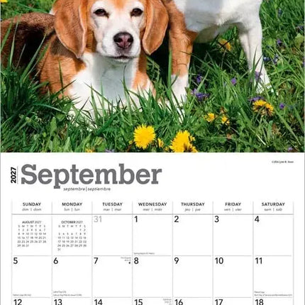 Browntrout Beagle Kalender 2027