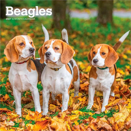 Browntrout Beagle Kalender 2027