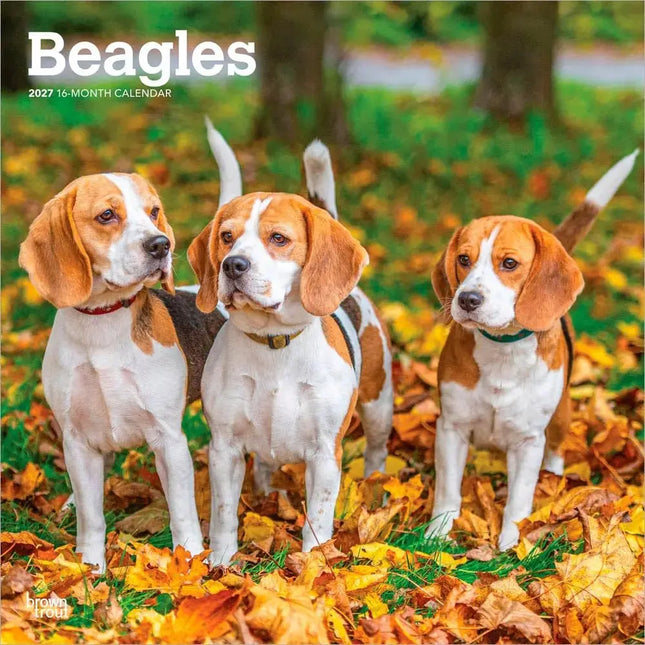 Browntrout Beagle Kalender 2027