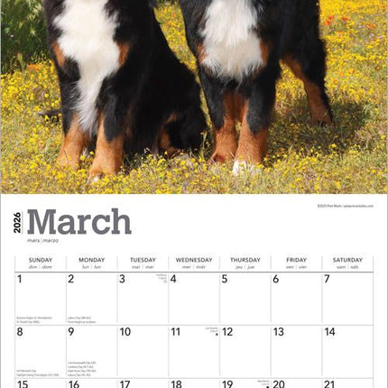 Browntrout Berner Sennen Kalender 2026