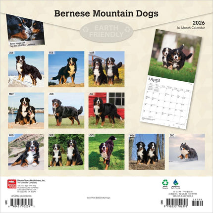 Browntrout Berner Sennen Kalender 2026