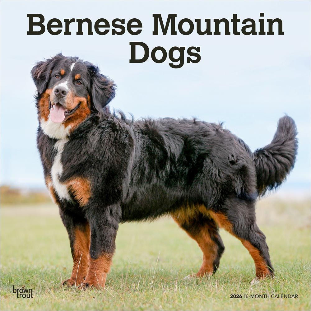 Berner Found Bernese Mountain Dog Berner Dog Bernese Mountain Dog