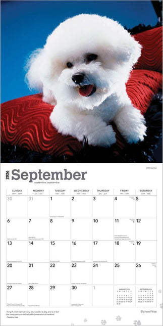 Browntrout Bichon Frise Kalender 2026